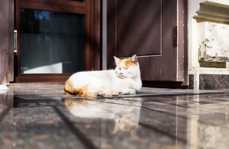 Lazy cat sleeping on marble floor in daylightの写真素材