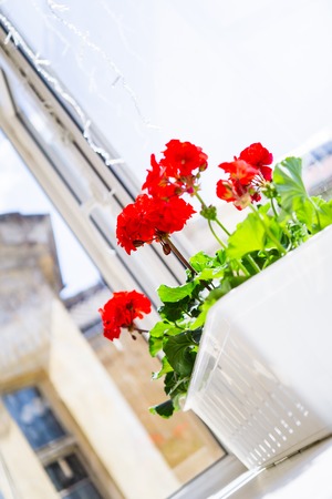 Red geranium flowers on windowsill at home balcony windowの写真素材