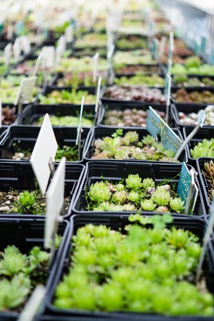 Many small green natural succulents in pots, cacti in the botanical garden