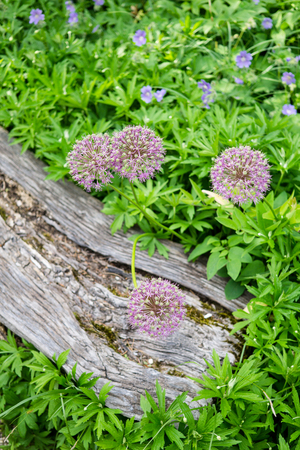 Beautiful botanical garden, flowers and blooming bushes in spring in the city parkの写真素材