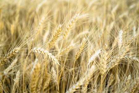 Ripe wheat field, yellow wheat ears close up
