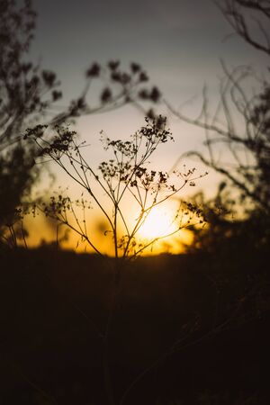 Dark grass silhouettes on sunset sky backgroundの写真素材