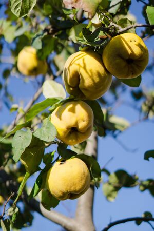Yellow ripe quince on tree branch closeupの写真素材
