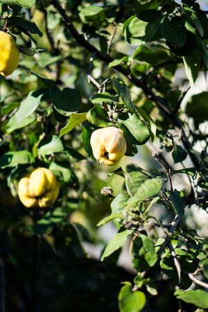 Yellow ripe quince on tree branch closeupの写真素材
