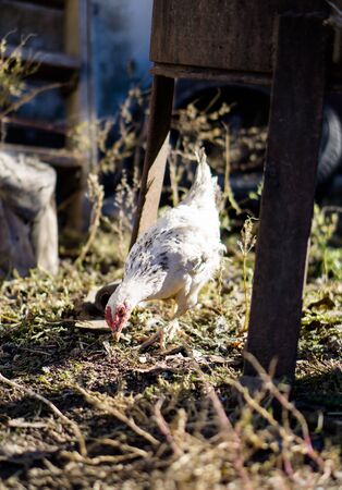 Village chicken in the backyard of country house, household farmingの写真素材