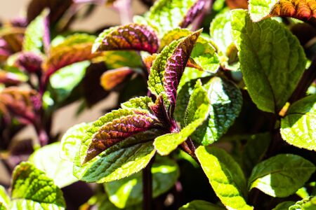 Homeplant leaves close-up, green and violet natural plants macro