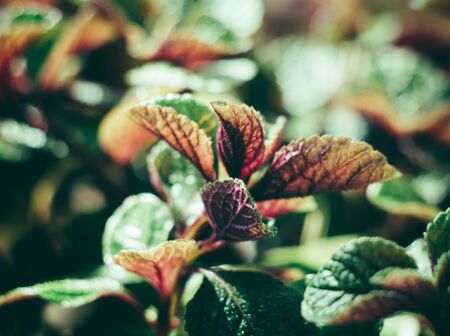 Homeplant leaves close-up, green and violet natural plants macro