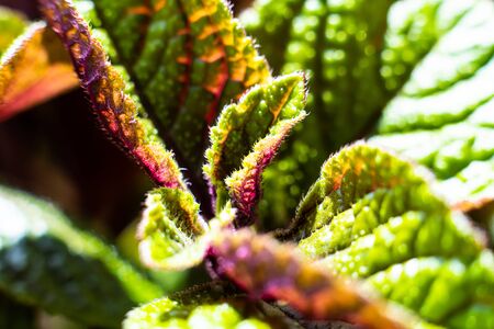 Homeplant leaves close-up, green and violet natural plants macroの写真素材