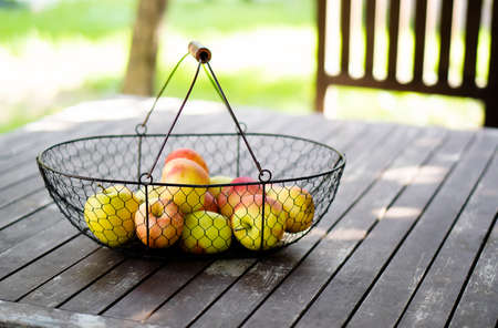 autumn apples harvested in the metal basket on wooden table in the gardenの写真素材
