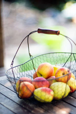 autumn apples harvested in the metal basket on wooden table in the garden