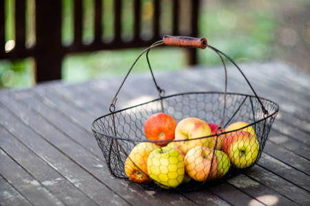 autumn apples harvested in the metal basket on wooden table in the gardenの写真素材