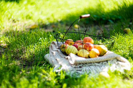 Fresh organic autumn apples in the metal basket and cozy warm plaid on the grass in the gardenの写真素材