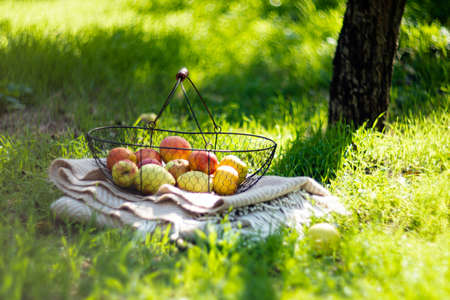 Fresh organic autumn apples in the metal basket and cozy warm plaid on the grass in the garden