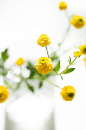Small yellow buttercups flowers in glass vaseの写真素材