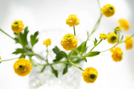 Small yellow buttercups flowers in glass vaseの写真素材