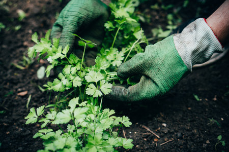 Male gardener treats a garden bed with parsley, growing greenery in the garden