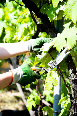 Gardener mans hands in gloves pruning grapes