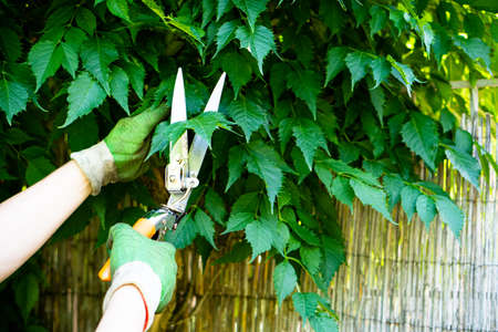 Gardener mans hands in gloves pruning grapesの写真素材