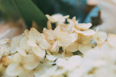 Beige and pale orange hydrangea flowers close-up, elegant floral backgroundの写真素材