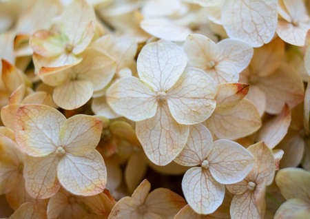 Beige and pale orange hydrangea flowers close-up, elegant floral backgroundの写真素材