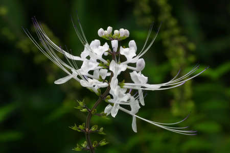 Cat's Whiskers, Tropical forest, Big Island, Hawaiiの写真素材