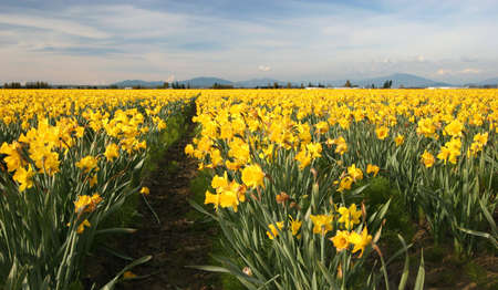 Field of Yellow Daffodils, Pacific Northwest, USAの写真素材