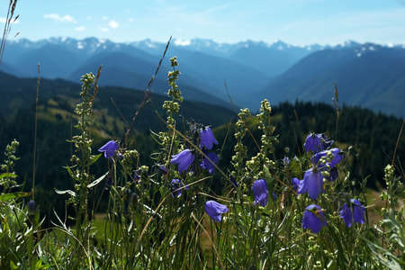 Hurricane Ridge, National Park, Washington, USA