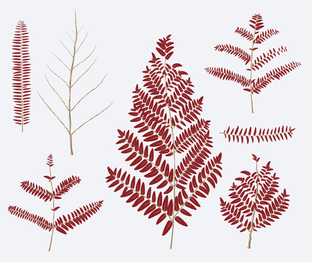 Leaf illustrationのイラスト素材