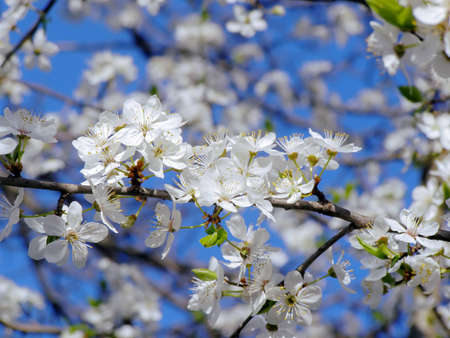 spring apple tree flowers      