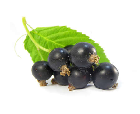 Black currant cluster with green leaf isolated の写真素材