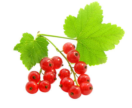 branch of rype by red currant isolated        の写真素材