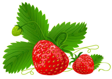 red strawberry fruits with green leafs vector illustration isolated on white backgroundのイラスト素材