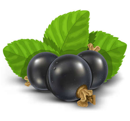 black currant fruits with green leaves vector illustrationのイラスト素材