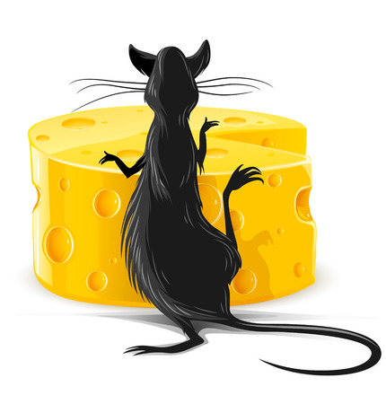 black rat eating yellow cheese isolated on white vector illustrationのイラスト素材