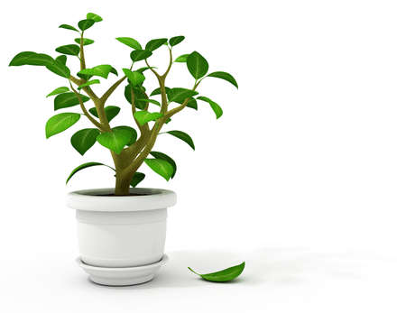 flowerpot in white pot  3d-illustration, isolated on white backgroundの写真素材