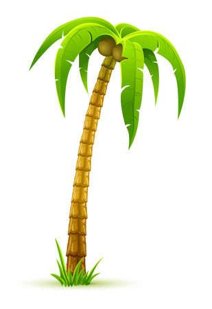 palm tree - vector illustration, isolated on white backgroundのイラスト素材