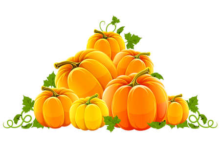 hill harvest of orange ripe pumpkinsのイラスト素材