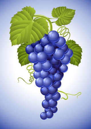 cluster of blue grape with green leaves illustrationのイラスト素材