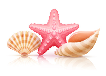 Set of summer sea shells and starfish.  のイラスト素材