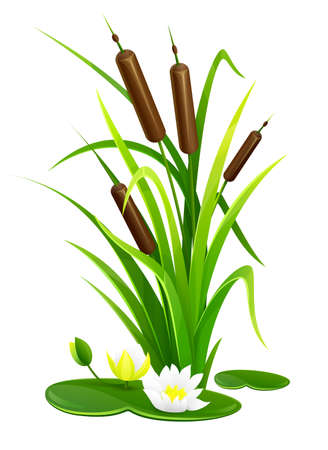 Reed bush thicket plant with green leaves and water lily flowers vector illustration, eps10 isolated white backgroundのイラスト素材