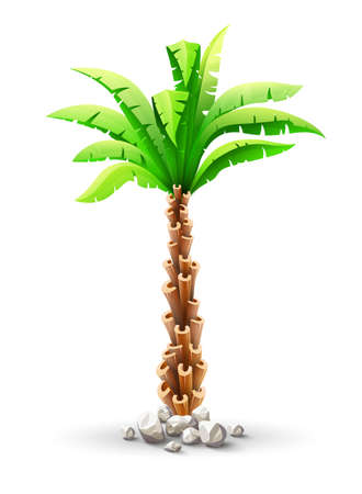 Tropical coconut palm tree plant with green leaves in stones. Nature detail. Vector illustration of coco palm-tree, isolated on white transparent backgroundのイラスト素材