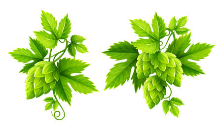 Fresh hop plants with cones and green leaves, isolated on white background. Organic natural malt...