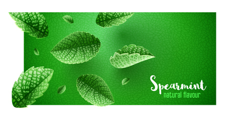Fresh green mint leaves on banner design with copyspace. Main natural organic ingredient for refreshing drinks like lemonade or mojito. Realistic falling leaves of spearmint. EPS10 vector illustration.のイラスト素材