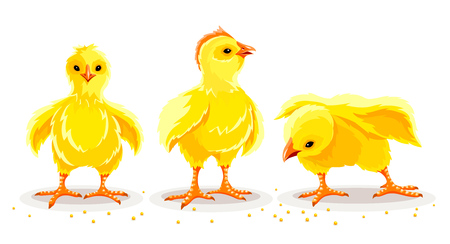 Hen chicken and rooster. Newborn little domestic poultry birds with yellow fluff and feathers pecking corn seeds. Set of farming animals from village farm. Livestock set. Isolated. Vector illustration.のイラスト素材