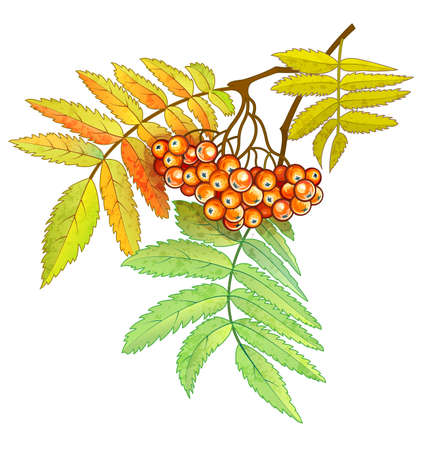 Autumn branch of rowan with berries and leaves, Isolated on white backgroundの写真素材
