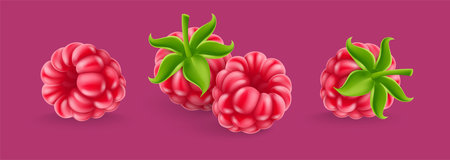 Raspberry. Set of Fresh Ripe fruits. Realistic fruits of raspberries, on purple background. Vector illustrationのイラスト素材
