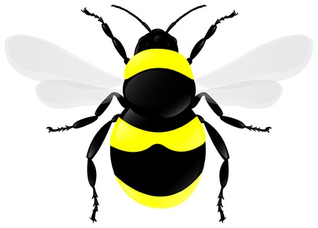 Illustration of a detailed bumblebee (no gradient mesh used).のイラスト素材