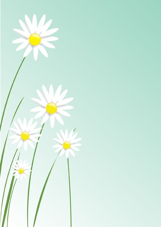 Illustration of realistic looking daisies.のイラスト素材
