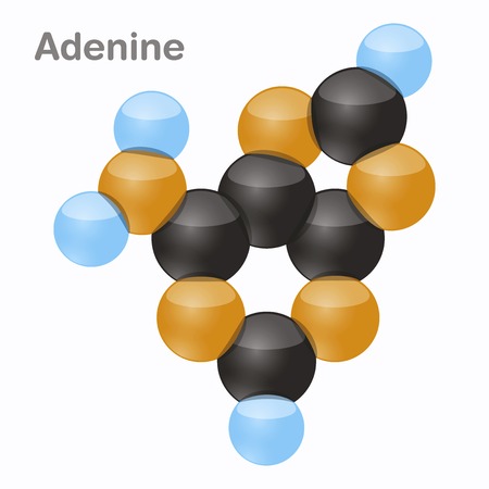 Adenine, A. Pyrimidine nucleobase molecule in 3D vector illustration on white background.のイラスト素材