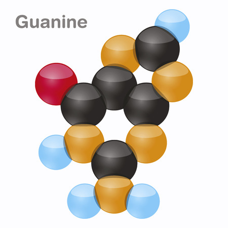Guanine, G. Purine nucleobase molecule in 3D vector illustration on white backgroundのイラスト素材